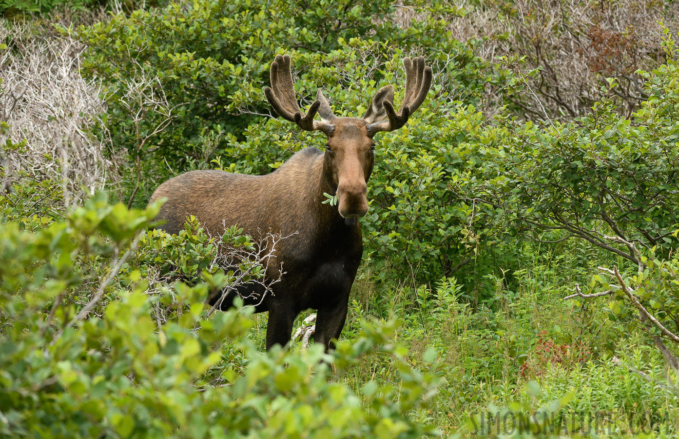 Alces alces americana [200 mm, 1/500 sec at f / 8.0, ISO 1600]